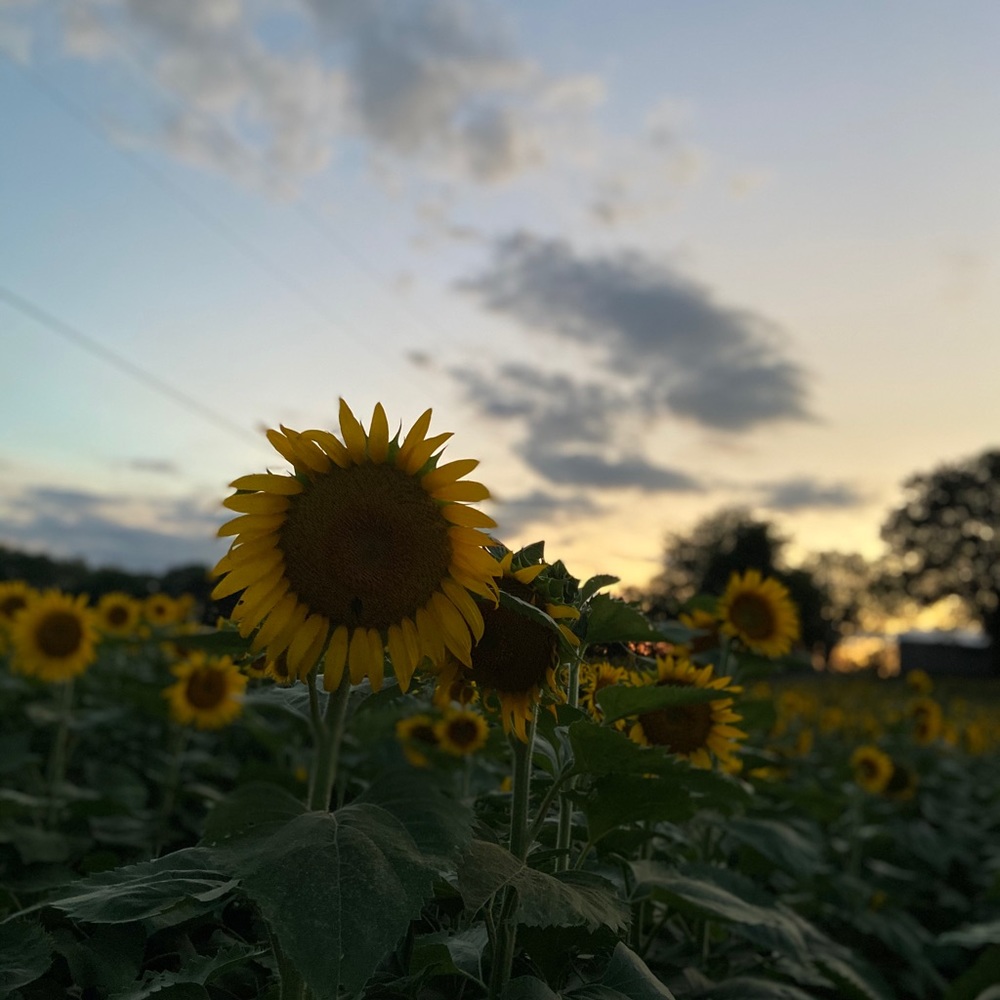 Meet your Posher, Catherine